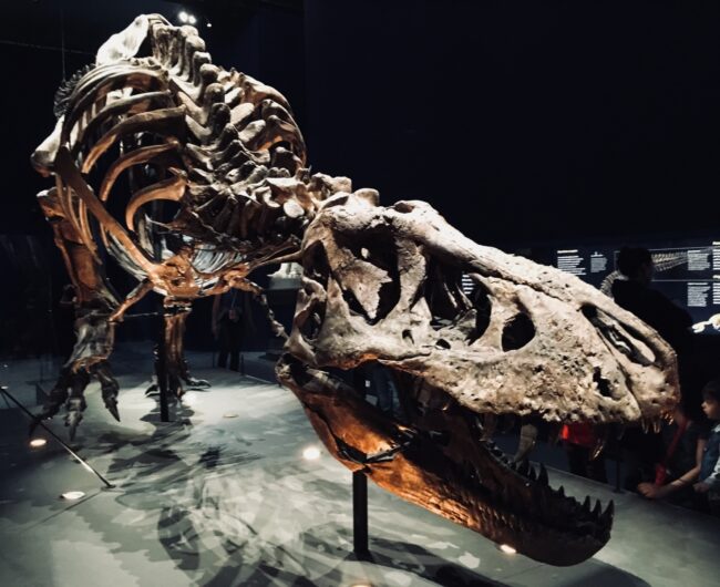 Exposition T-rex