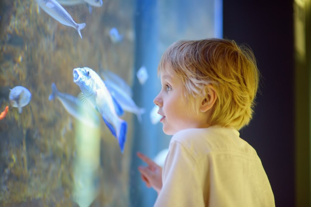 Little boy explore fishes in aquarium.